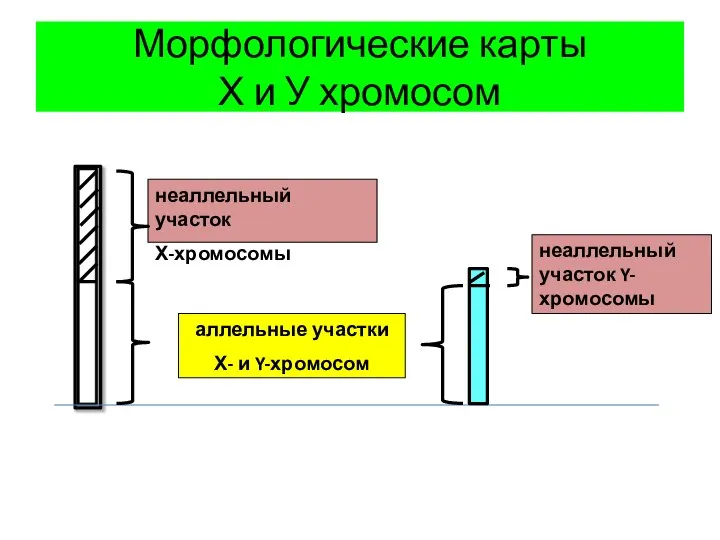 Морфологические карты Х и У хромосом неаллельный участок Х-хромосомы аллельные участки