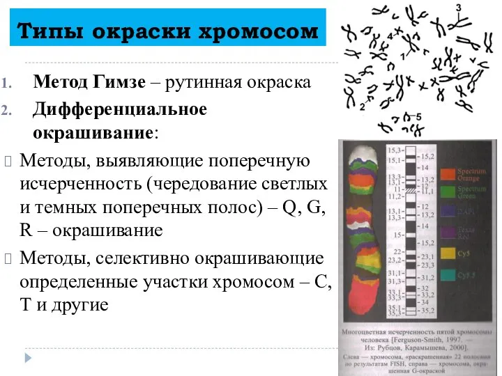 Типы окраски хромосом Метод Гимзе – рутинная окраска Дифференциальное окрашивание: Методы,