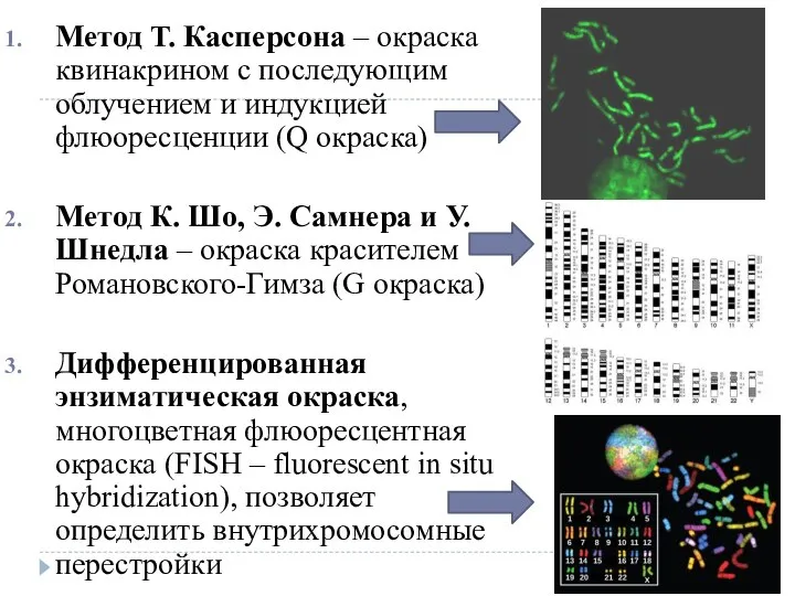 Метод Т. Касперсона – окраска квинакрином с последующим облучением и индукцией