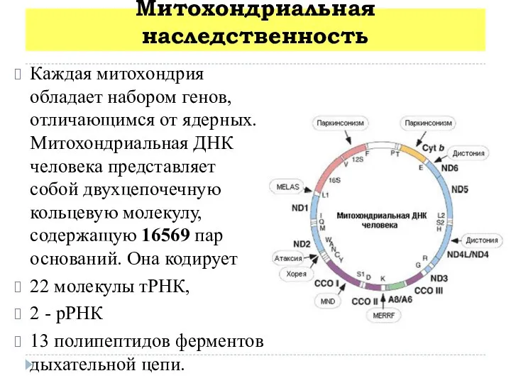 Митохондриальная наследственность Каждая митохондрия обладает набором генов, отличающимся от ядерных. Митохондриальная