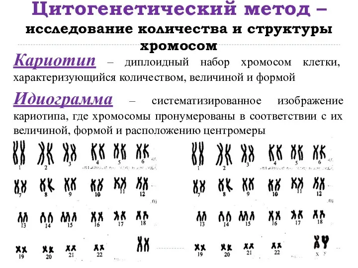 Цитогенетический метод – исследование количества и структуры хромосом Кариотип – диплоидный