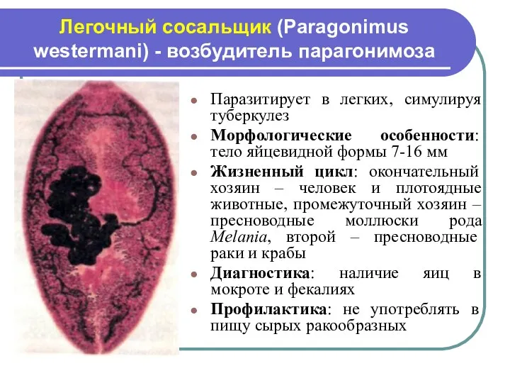 Легочный сосальщик (Paragonimus westermani) - возбудитель парагонимоза Паразитирует в легких, симулируя