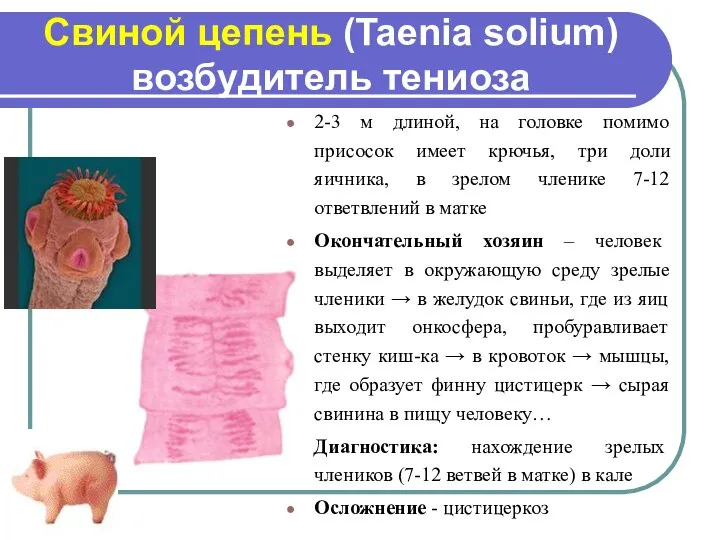 Свиной цепень (Taenia solium) возбудитель тениоза 2-3 м длиной, на головке