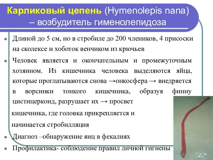 Карликовый цепень (Hymenolepis nana) – возбудитель гименолепидоза Длиной до 5 см,