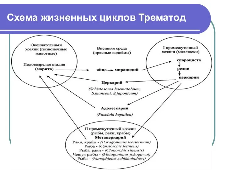 Схема жизненных циклов Трематод