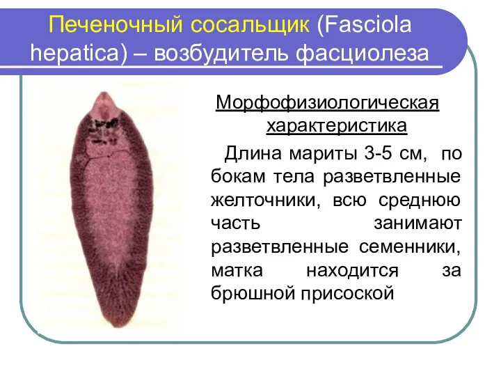 Печеночный сосальщик (Fasciola hepatica) – возбудитель фасциолеза Морфофизиологическая характеристика Длина мариты