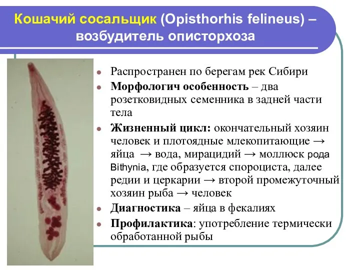 Кошачий сосальщик (Opisthorhis felineus) – возбудитель описторхоза Распространен по берегам рек