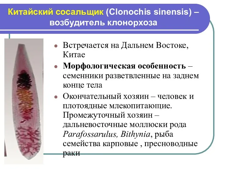 Китайский сосальщик (Clonochis sinensis) – возбудитель клонорхоза Встречается на Дальнем Востоке,