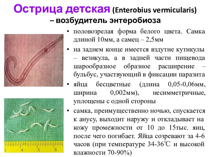 Острица детская (Enterobius vermicularis) – возбудитель энтеробиоза половозрелая форма белого цвета.