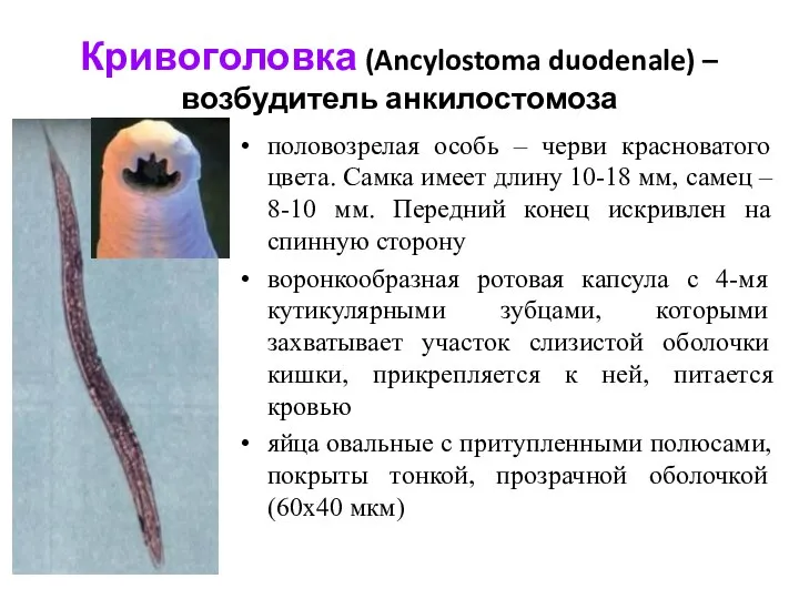 Кривоголовка (Ancylostoma duodenale) – возбудитель анкилостомоза половозрелая особь – черви красноватого