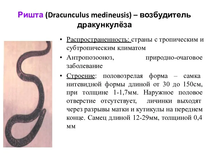 Ришта (Dracunculus medineusis) – возбудитель дракункулёза Распространенность: страны с тропическим и