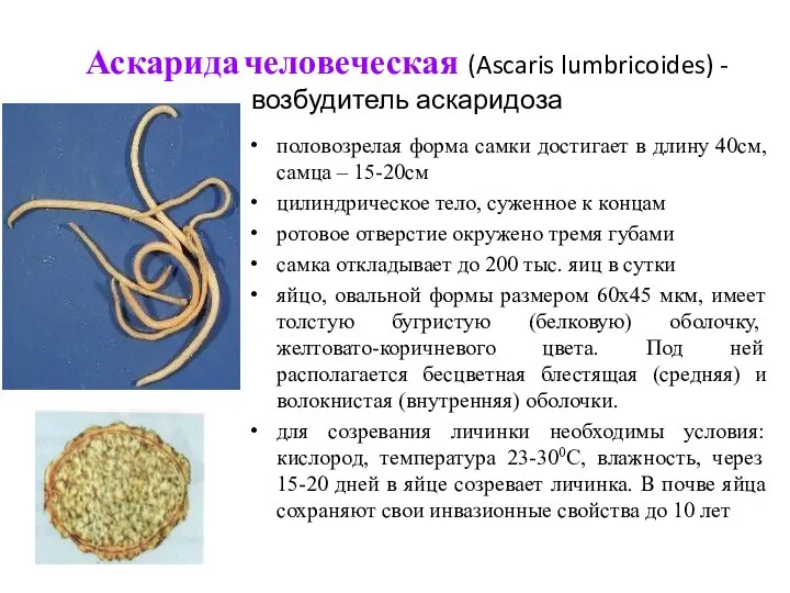 Аскарида человеческая (Ascaris lumbricoides) - возбудитель аскаридоза половозрелая форма самки достигает