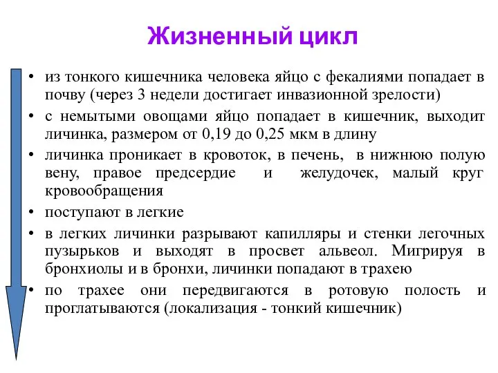 Жизненный цикл из тонкого кишечника человека яйцо с фекалиями попадает в