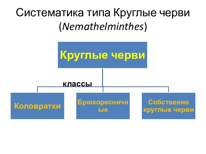 Систематика типа Круглые черви (Nemathelminthes) классы