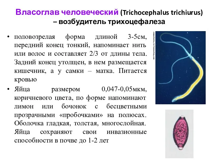 Власоглав человеческий (Trichocephalus trichiurus) – возбудитель трихоцефалеза половозрелая форма длиной 3-5см,