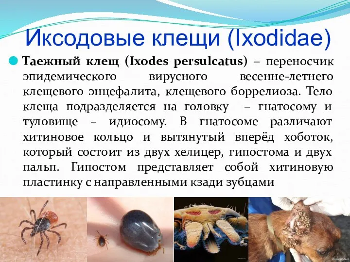 Иксодовые клещи (Ixodidae) Таежный клещ (Ixodes persulcatus) – переносчик эпидемического вирусного