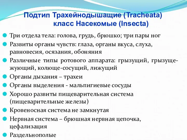 Подтип Трахейнодышащие (Tracheata) класс Насекомые (Insecta) Три отдела тела: голова, грудь,