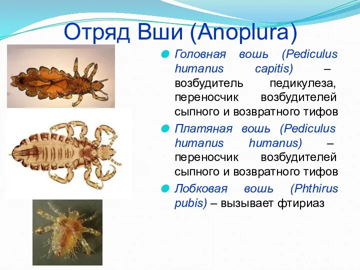 Отряд Вши (Anoplura) Головная вошь (Pediculus humanus capitis) – возбудитель педикулеза,