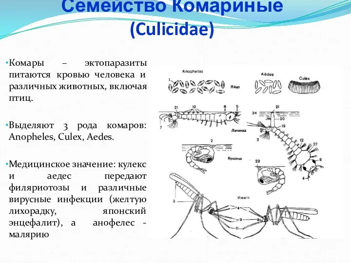 Семейство Комариные (Culicidae) Комары – эктопаразиты питаются кровью человека и различных