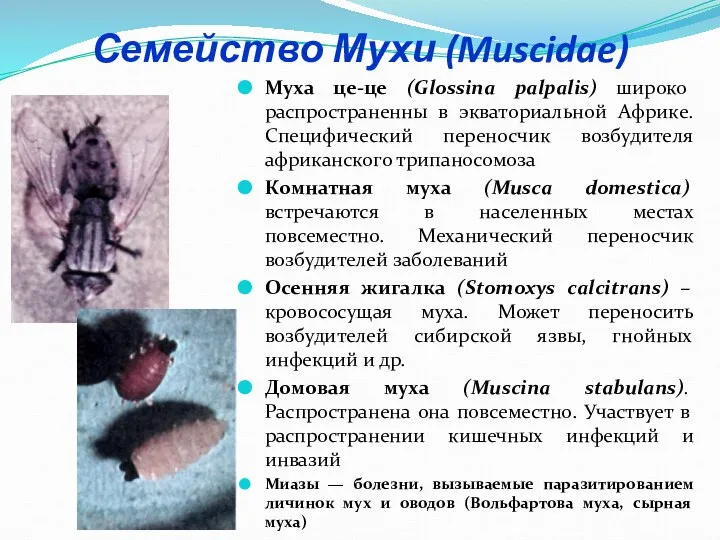 Семейство Мухи (Muscidae) Муха це-це (Glossina palpalis) широко распространенны в экваториальной