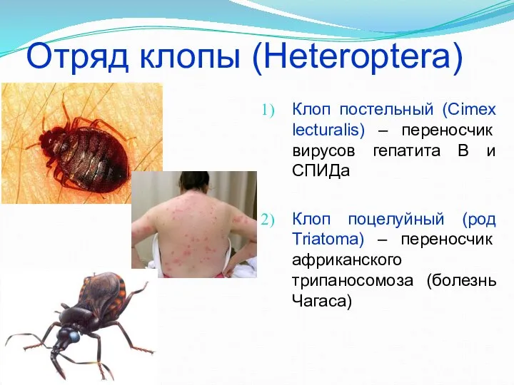 Отряд клопы (Heteroptera) Клоп постельный (Cimex lecturalis) – переносчик вирусов гепатита