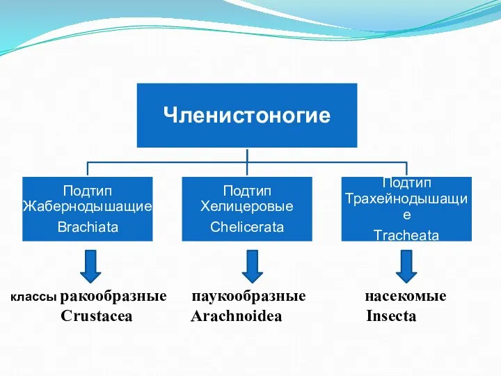 классы ракообразные паукообразные насекомые Crustacea Arachnoidea Insecta