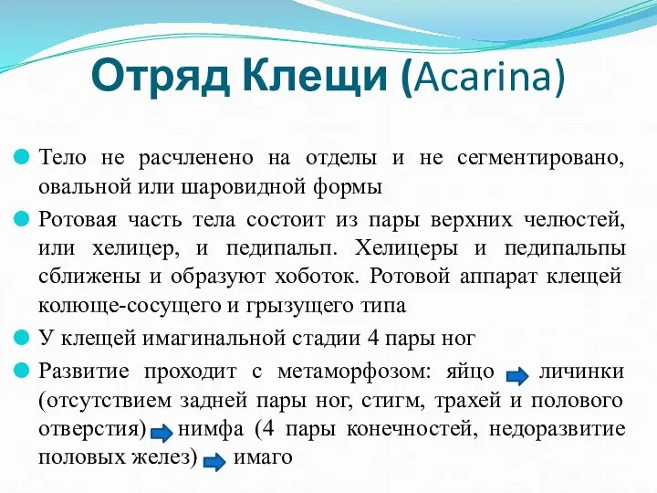 Отряд Клещи (Acarina) Тело не расчленено на отделы и не сегментировано,