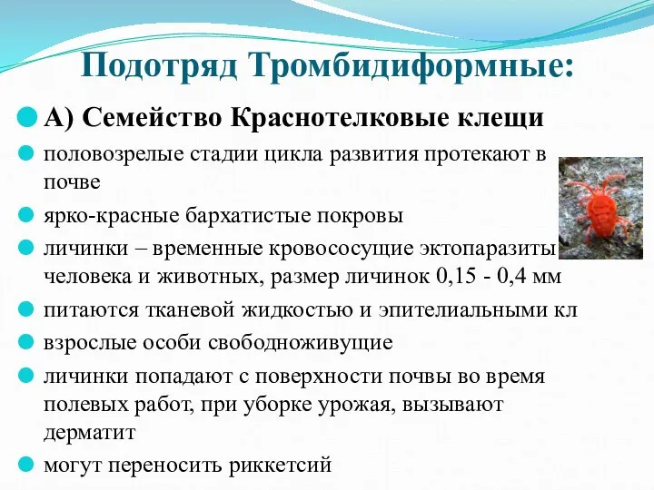 Подотряд Тромбидиформные: А) Семейство Краснотелковые клещи половозрелые стадии цикла развития протекают