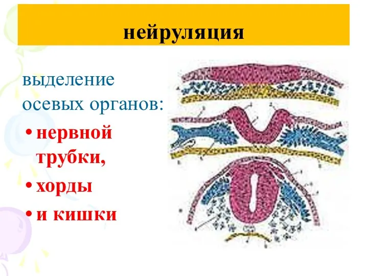 нейруляция выделение осевых органов: нервной трубки, хорды и кишки