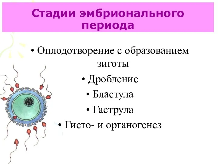 Стадии эмбрионального периода Оплодотворение с образованием зиготы Дробление Бластула Гаструла Гисто- и органогенез