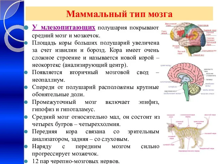 Маммальный тип мозга У млекопитающих полушария покрывают средний мозг и мозжечок.