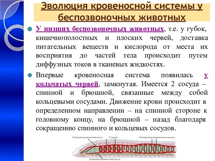 Эволюция кровеносной системы у беспозвоночных животных У низших беспозвоночных животных, т.е.