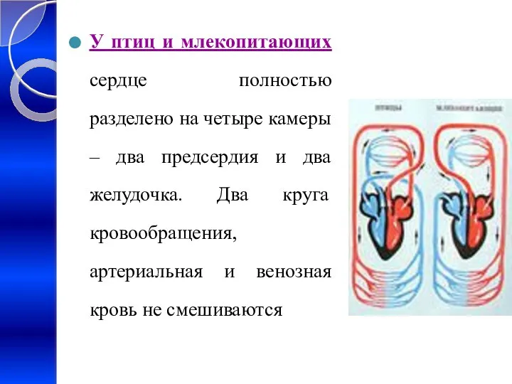 У птиц и млекопитающих сердце полностью разделено на четыре камеры –