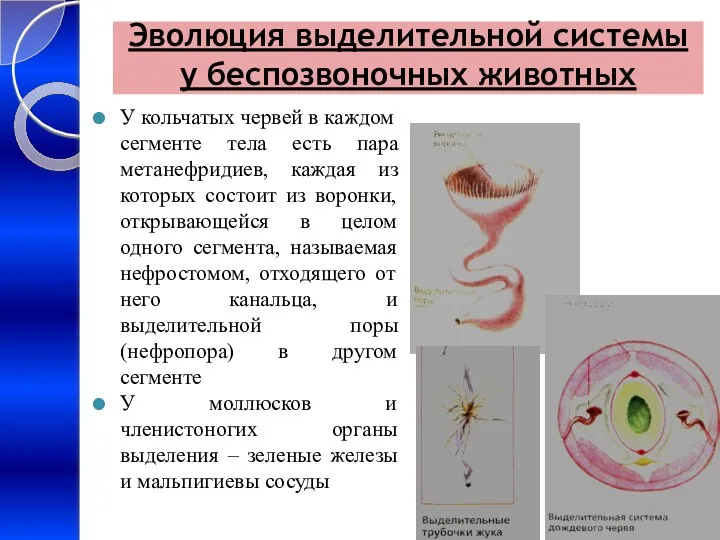 Эволюция выделительной системы у беспозвоночных животных У кольчатых червей в каждом