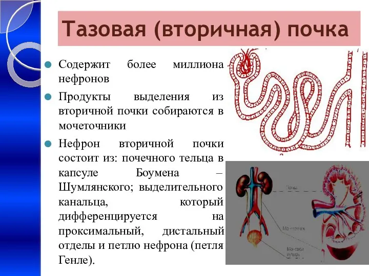 Тазовая (вторичная) почка Содержит более миллиона нефронов Продукты выделения из вторичной