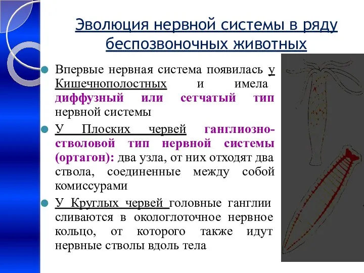 Эволюция нервной системы в ряду беспозвоночных животных Впервые нервная система появилась