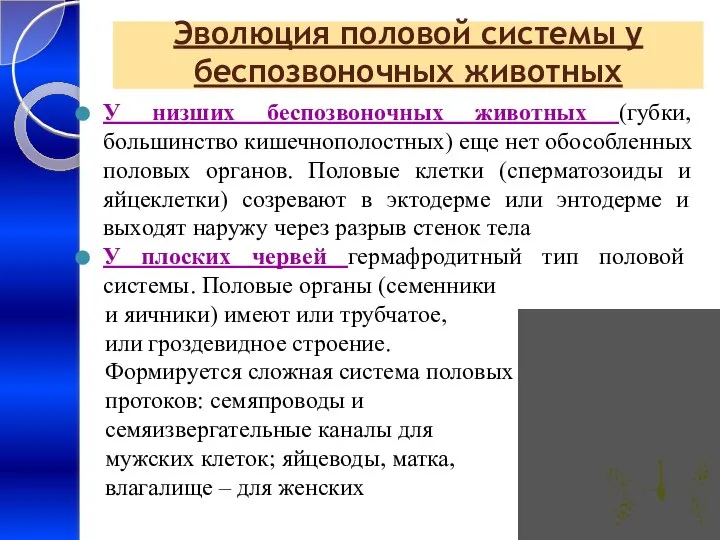 Эволюция половой системы у беспозвоночных животных У низших беспозвоночных животных (губки,