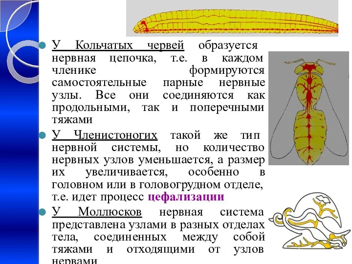 У Кольчатых червей образуется нервная цепочка, т.е. в каждом членике формируются