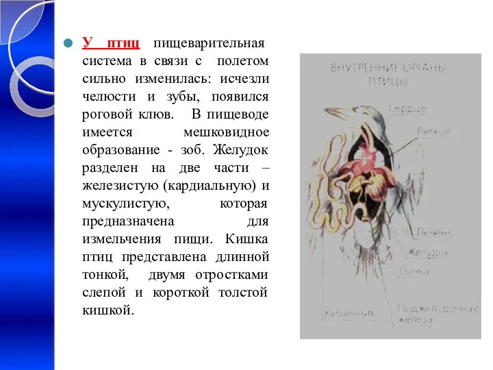 У птиц пищеварительная система в связи с полетом сильно изменилась: исчезли