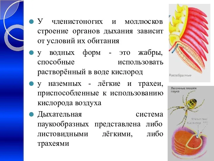 У членистоногих и моллюсков строение органов дыхания зависит от условий их