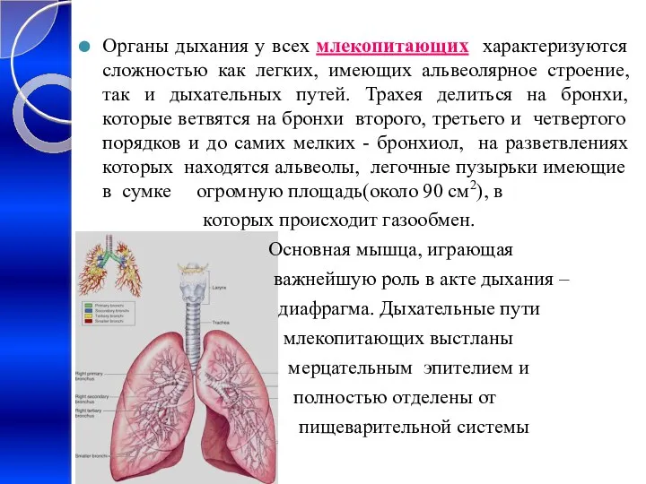 Органы дыхания у всех млекопитающих характеризуются сложностью как легких, имеющих альвеолярное