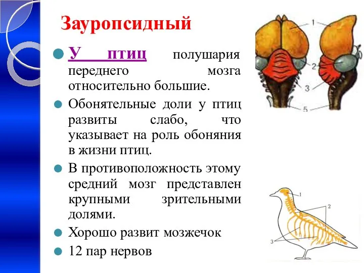 Зауропсидный У птиц полушария переднего мозга относительно большие. Обонятельные доли у