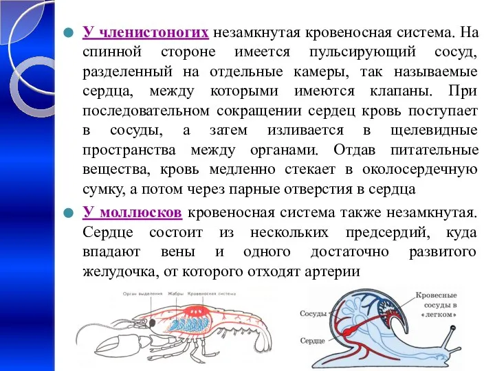 У членистоногих незамкнутая кровеносная система. На спинной стороне имеется пульсирующий сосуд,