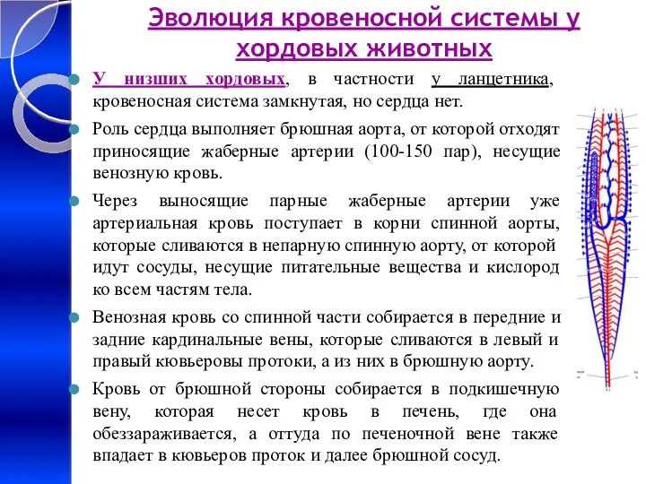 Эволюция кровеносной системы у хордовых животных У низших хордовых, в частности