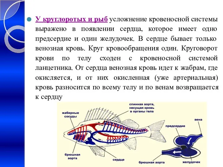 У круглоротых и рыб усложнение кровеносной системы выражено в появлении сердца,