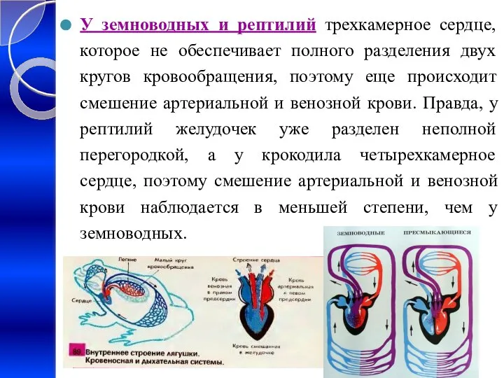 У земноводных и рептилий трехкамерное сердце, которое не обеспечивает полного разделения