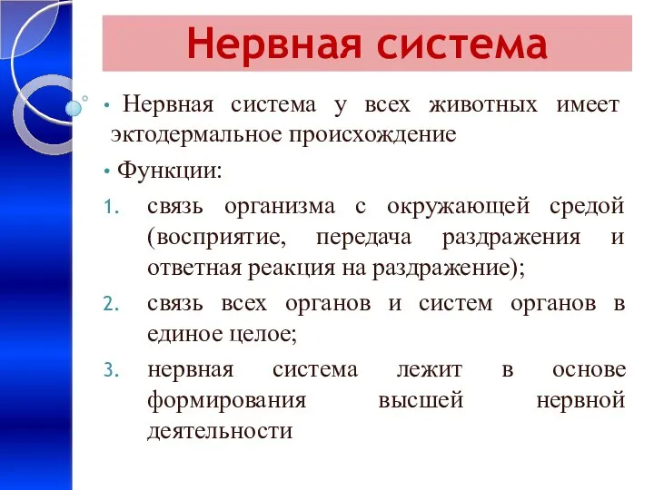 Нервная система Нервная система у всех животных имеет эктодермальное происхождение Функции: