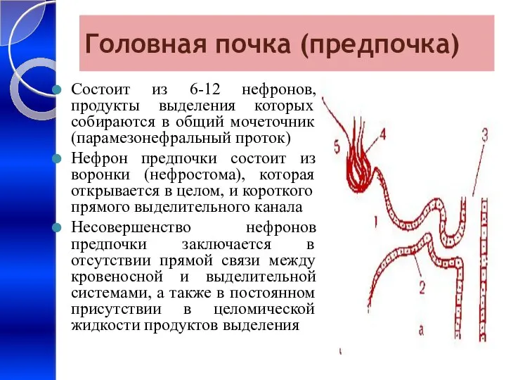 Головная почка (предпочка) Состоит из 6-12 нефронов, продукты выделения которых собираются