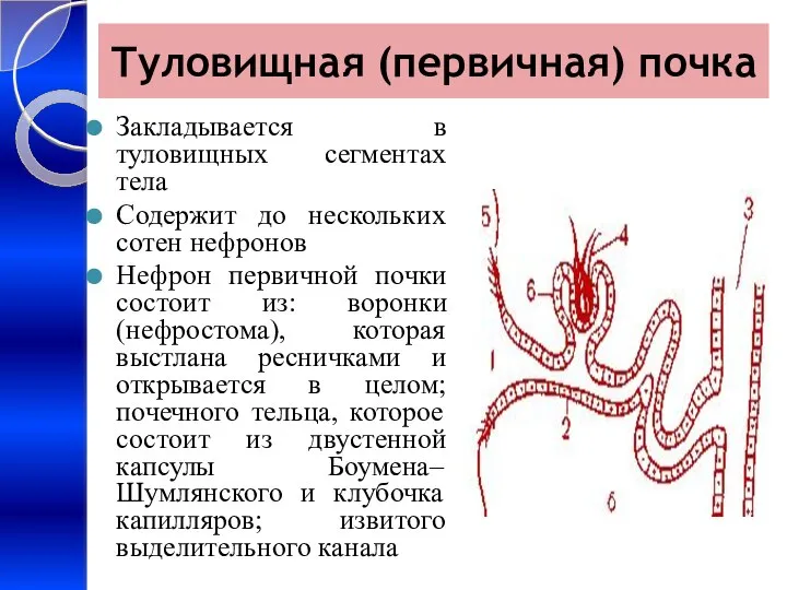 Туловищная (первичная) почка Закладывается в туловищных сегментах тела Содержит до нескольких