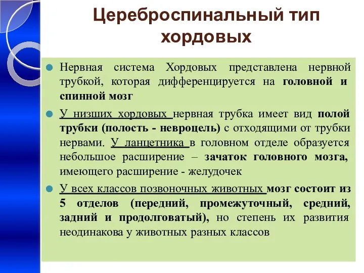 Цереброспинальный тип хордовых Нервная система Хордовых представлена нервной трубкой, которая дифференцируется